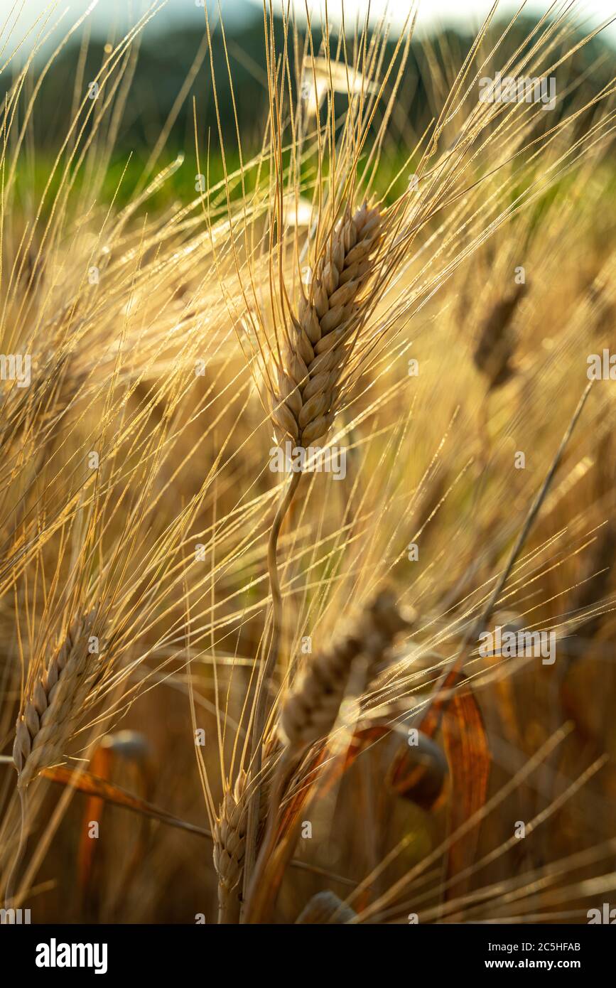 orecchie di grano duro mature Foto Stock