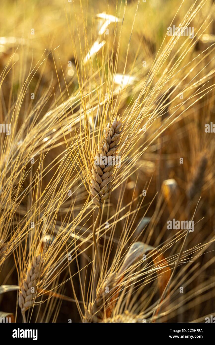 orecchie di grano duro mature Foto Stock