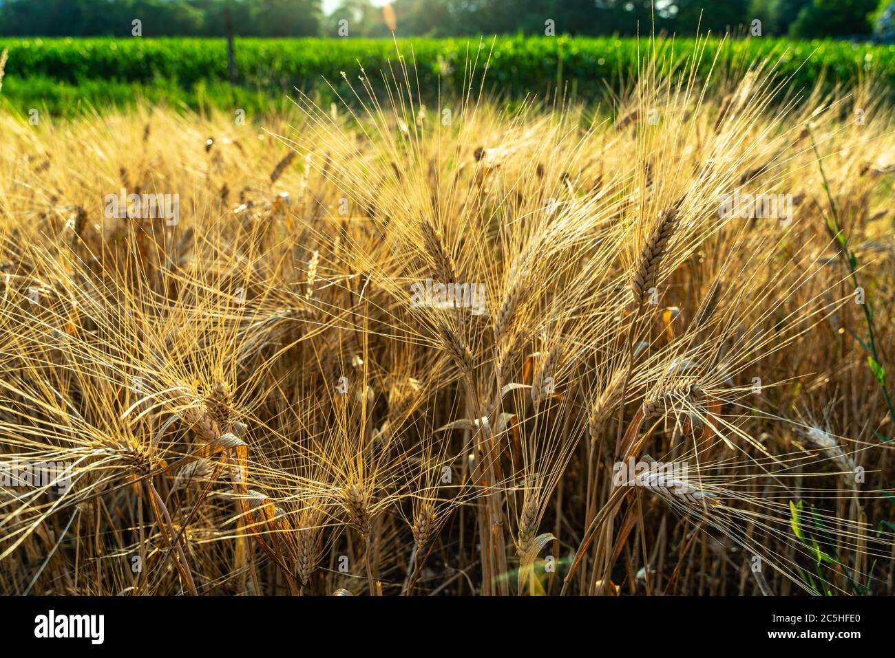 orecchie di grano duro mature Foto Stock