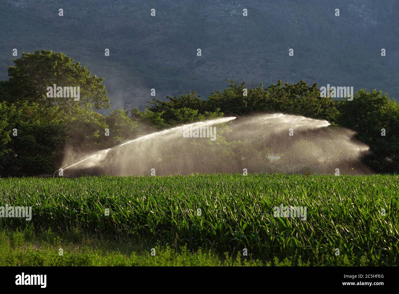 irrigazione sprinkler di un campo di mais Foto Stock
