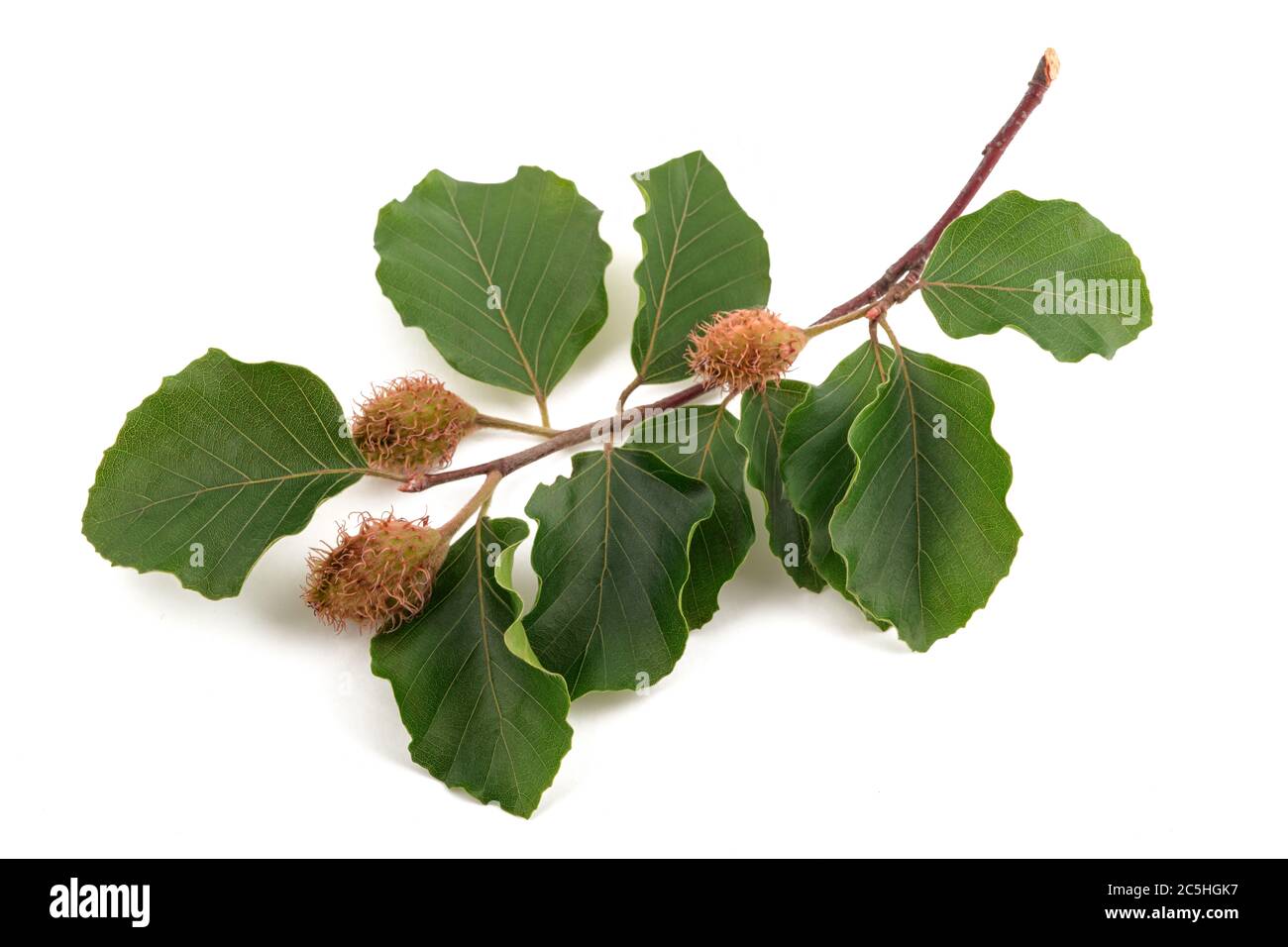 Ramo di faggio con noci di faggio isolate su sfondo bianco Foto Stock