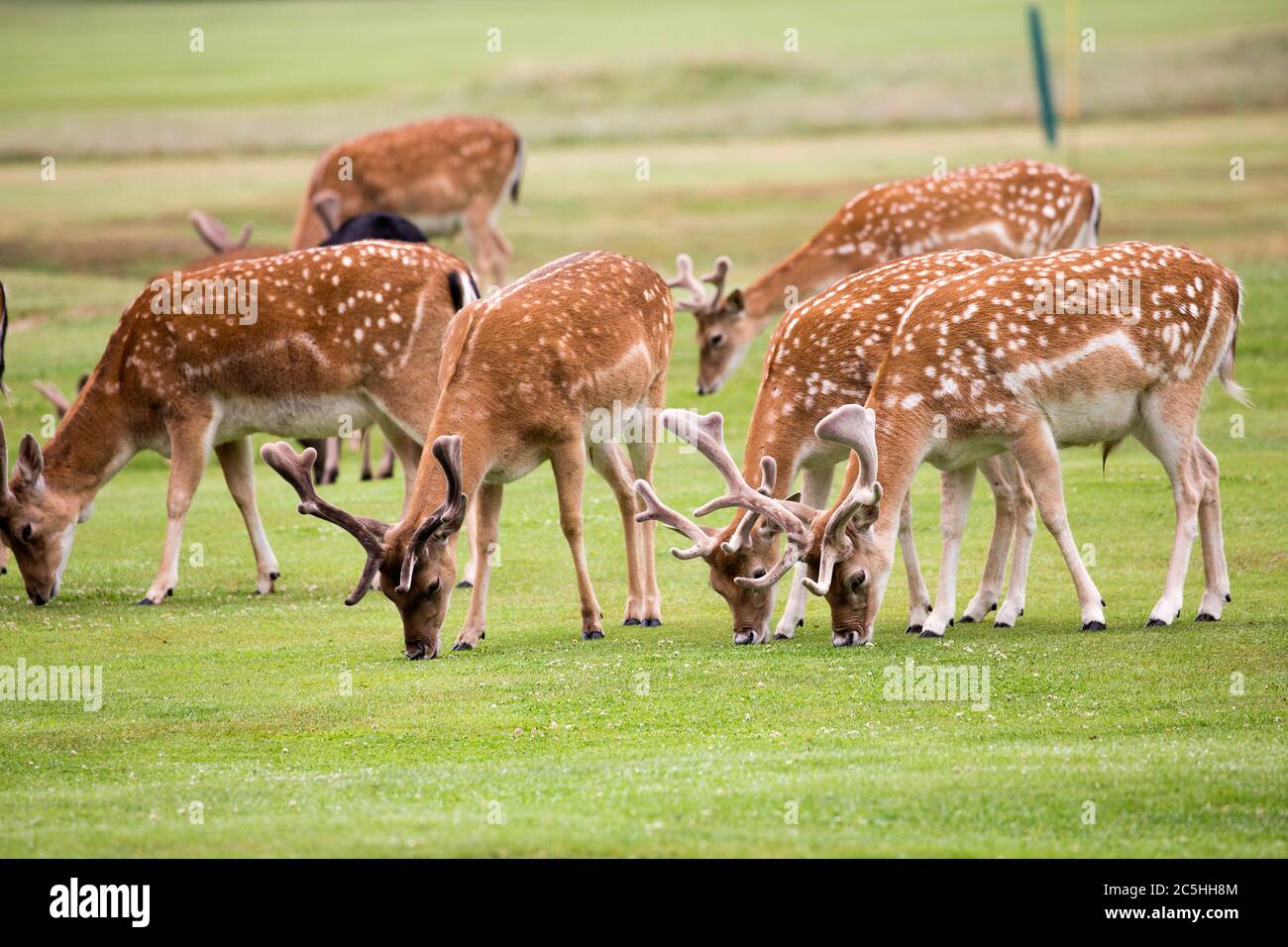 Un allevamento di cervi selvatici che pascolano a Belton House, Inghilterra Foto Stock