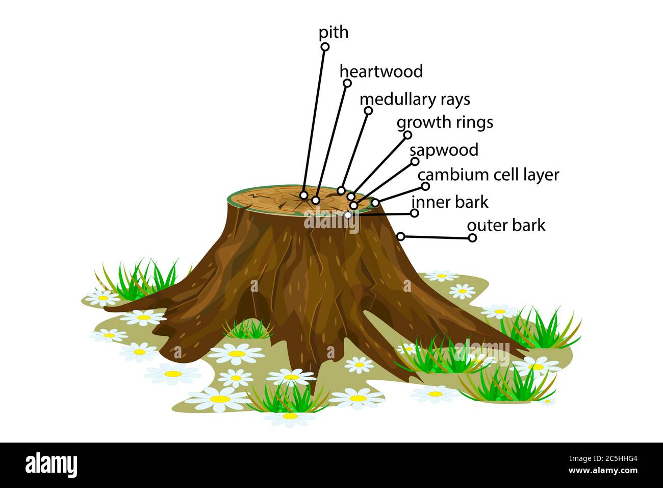 Anatomia di un albero. Struttura della sezione dei livelli dell'albero in sezione trasversale. Schema dei livelli di tronco ad albero. Sezione trasversale di steli legnosi. Vettore stock Illustrazione Vettoriale