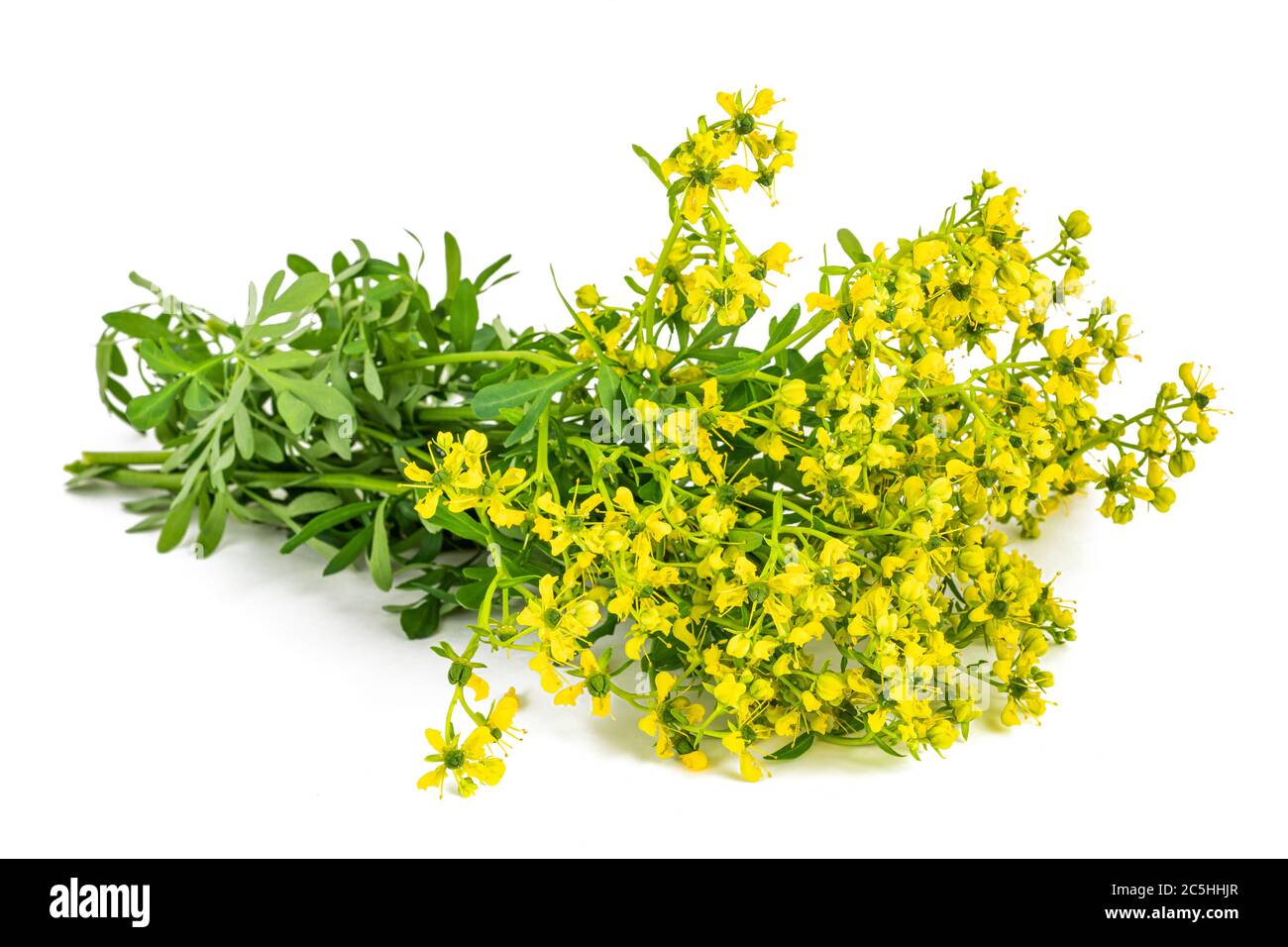 Erba della grazia fiori isolati su bianco Foto Stock