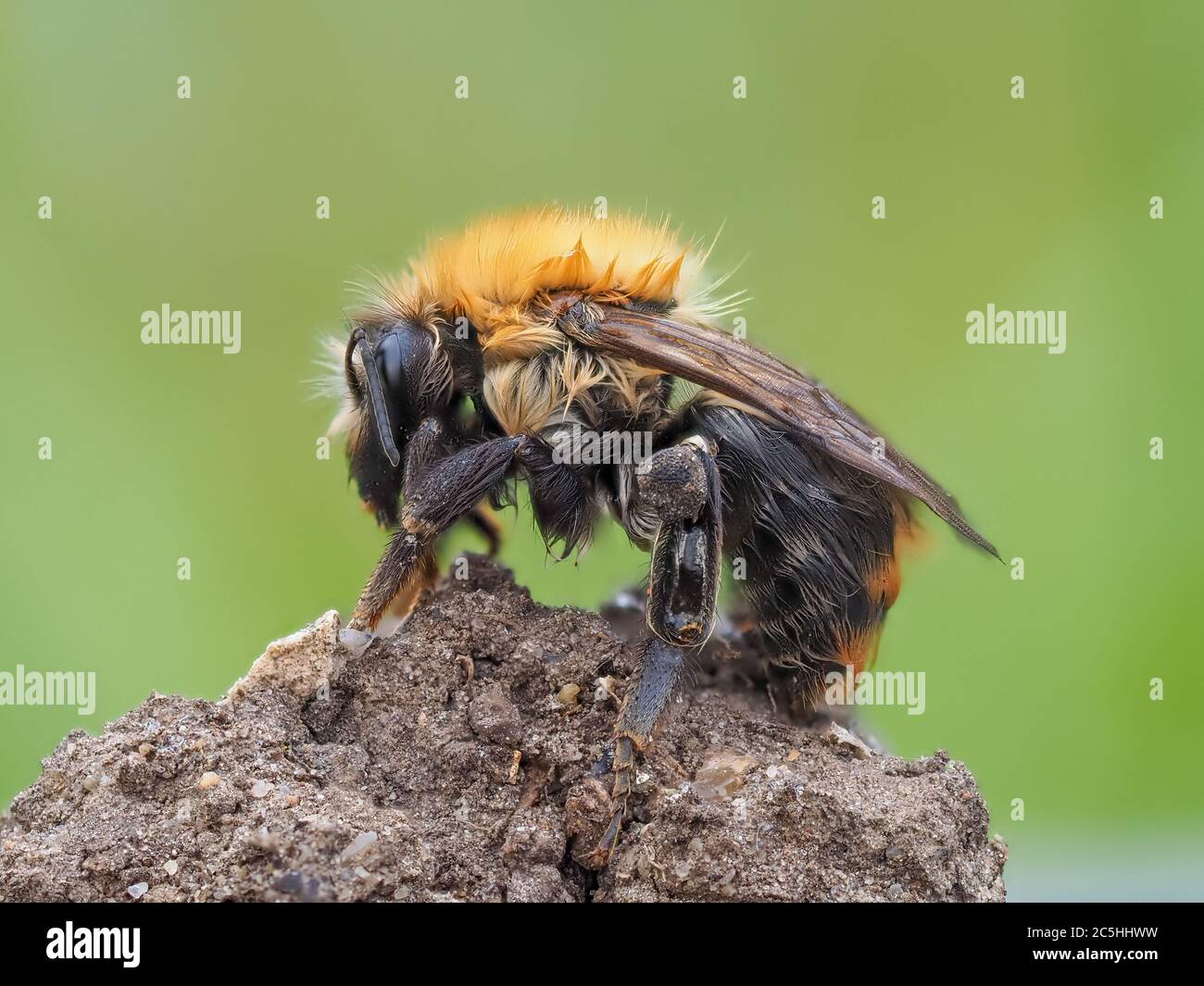 Carda comune Bee, Bombus pascuorum Foto Stock