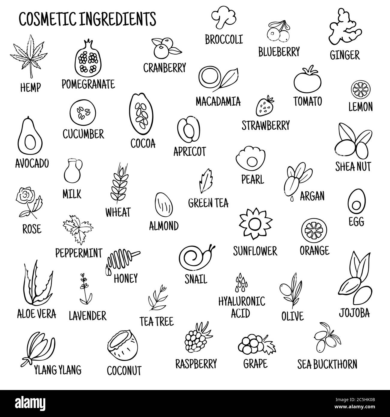 Ingredienti cosmetici. Icone disegnate a mano di erbe, frutta, verdura, fiori, oli. Raccolta di icone vettoriali. Illustrazione Vettoriale
