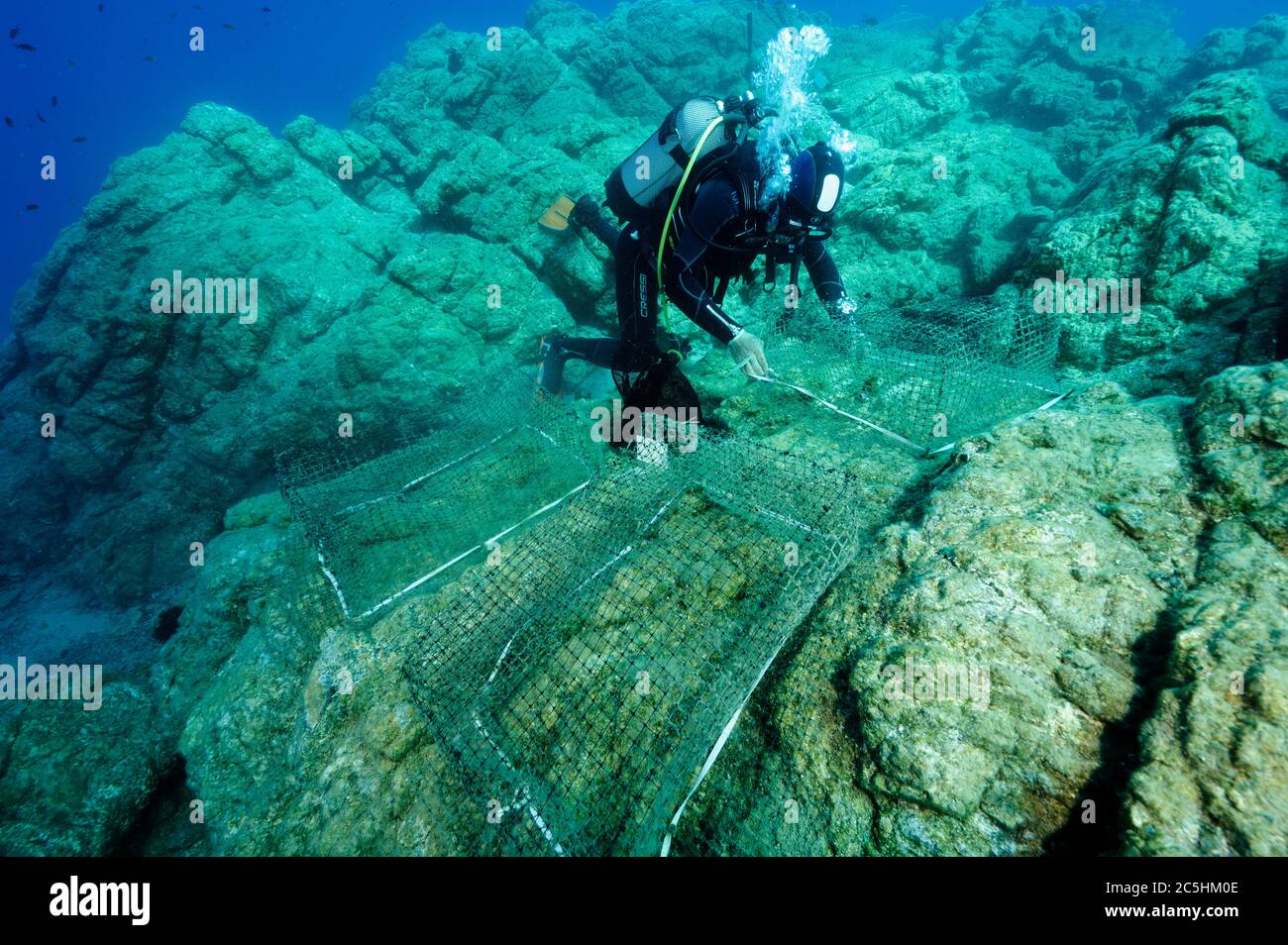 Scienziato che istituisce gabbie di esperimento macroalgea per misurare l'impatto dei rabbitfiss invasivi Siganidae in turco Mediterraneo Marina protetta Ar Foto Stock