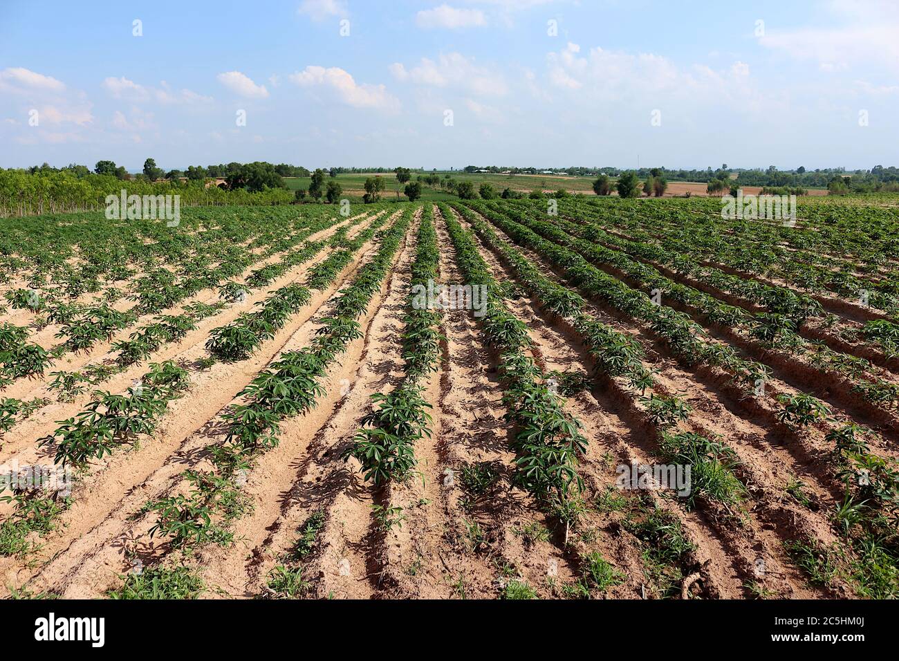 Una piantagione di manioca fatta in scanalature per piantare in una fila bella. Vide un piccolo albero di manioca e il cielo come sfondo. Foto Stock
