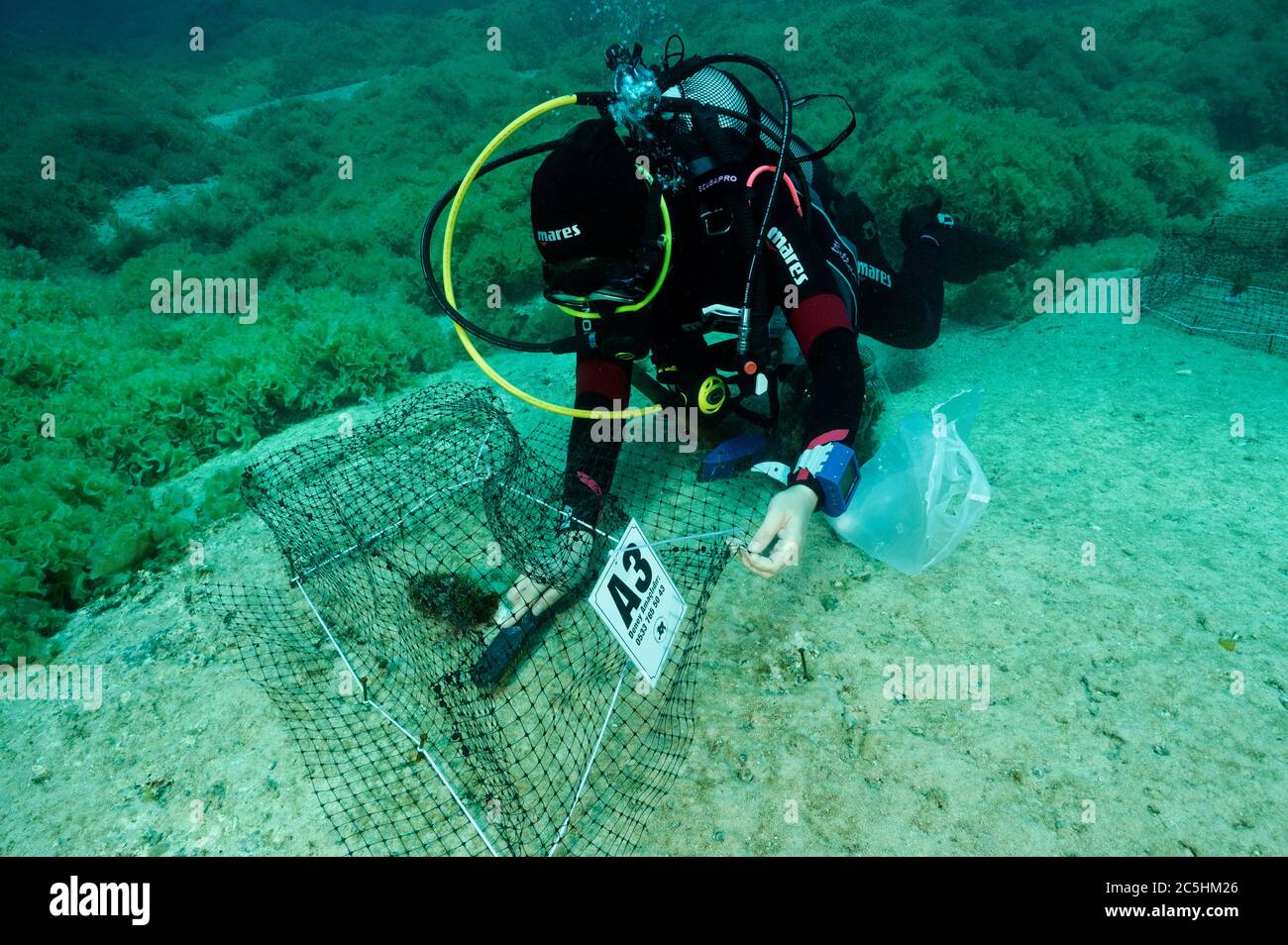 Scienziato che istituisce gabbie di esperimento macroalgea per misurare l'impatto dei rabbitfiss invasivi Siganidae in turco Mediterraneo Marina protetta Ar Foto Stock