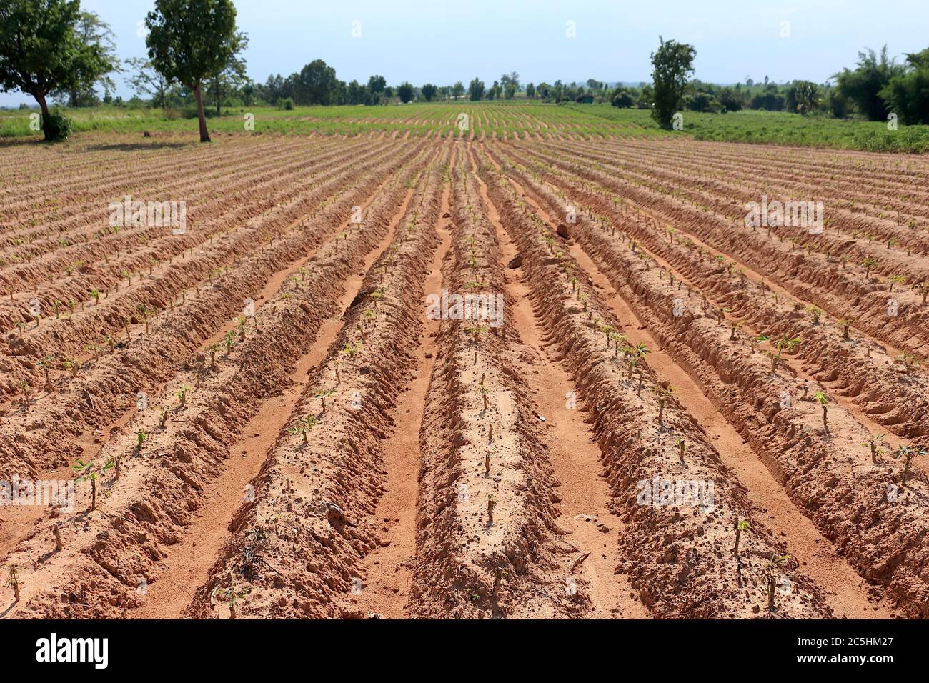 Una piantagione di manioca fatta in scanalature per piantare in una fila bella. Vide un piccolo albero di manioca e il cielo come sfondo. Foto Stock