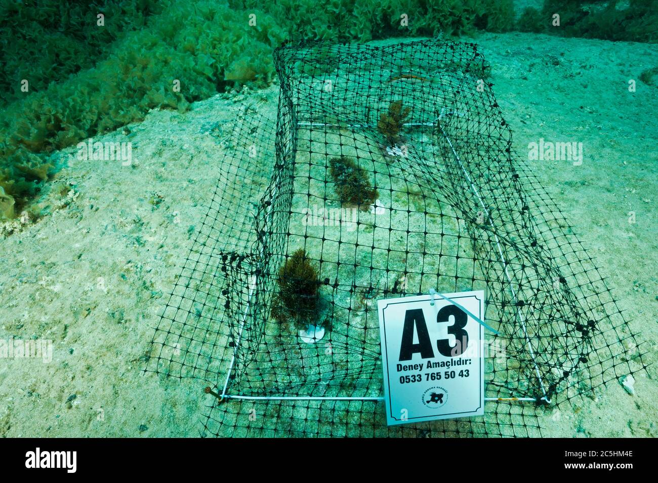 Scienziato che istituisce gabbie di esperimento macroalgea per misurare l'impatto dei rabbitfiss invasivi Siganidae in turco Mediterraneo Marina protetta Ar Foto Stock