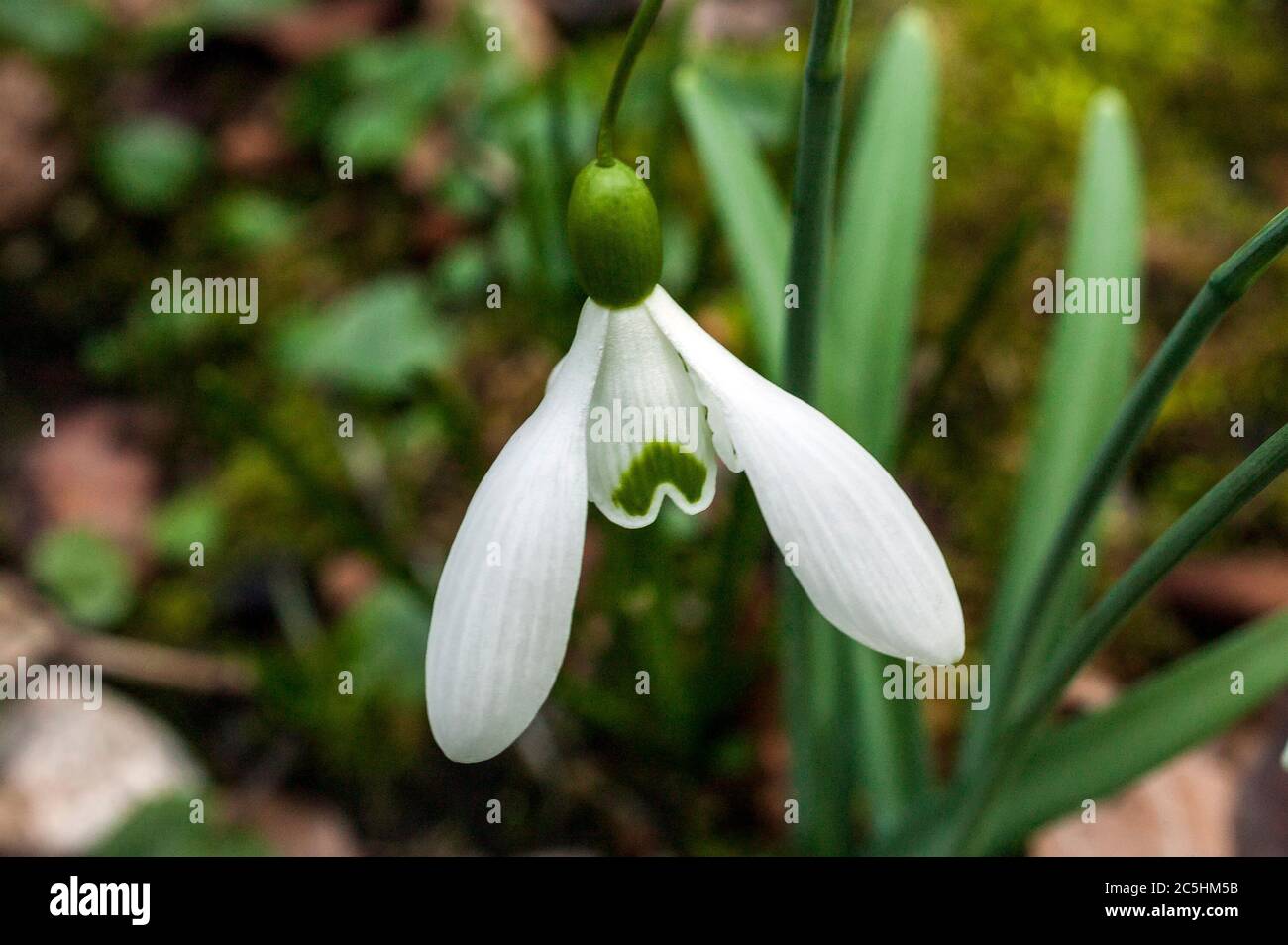 Snowdrop (Galanthus) 'Magnet' una specie di nevicate spesso si trova nei giardini primaverili Foto Stock