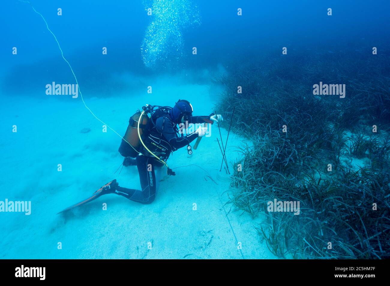 Scienziati marini che istituiscono il gangrass, Posidonia oceanica, stazione di monitoraggio nell'area marina protetta di Kas-Kekova Antalya Turchia. Foto Stock