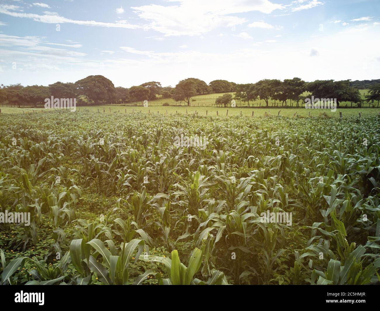 Grande campo di cordino verde in giornata di sole sopra la vista dall'alto Foto Stock