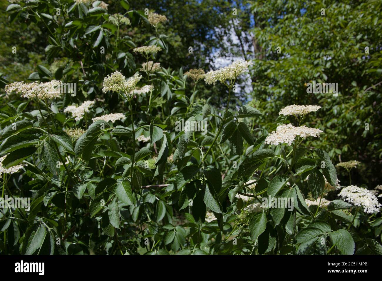 Un anziano, un piccolo albero o arbusto con fiori di sambuco usato per fare una bevanda popolare Foto Stock