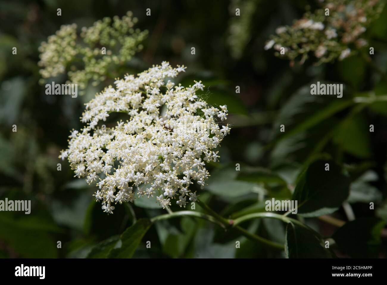 Un Elderflower su un piccolo albero anziano durante i mesi estivi nel Regno Unito Foto Stock