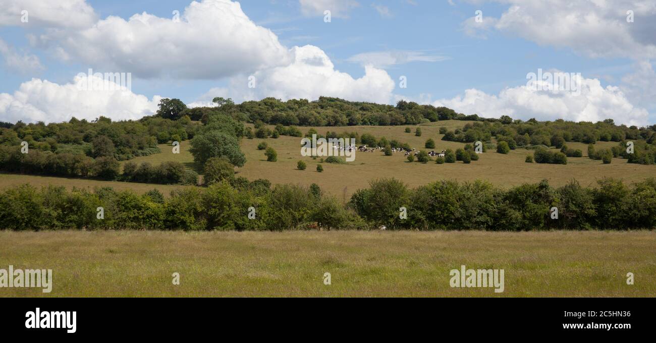 Mucche bianche e nere su una collina nella campagna inglese a Farmoor in Oxfordshire nel Regno Unito Foto Stock