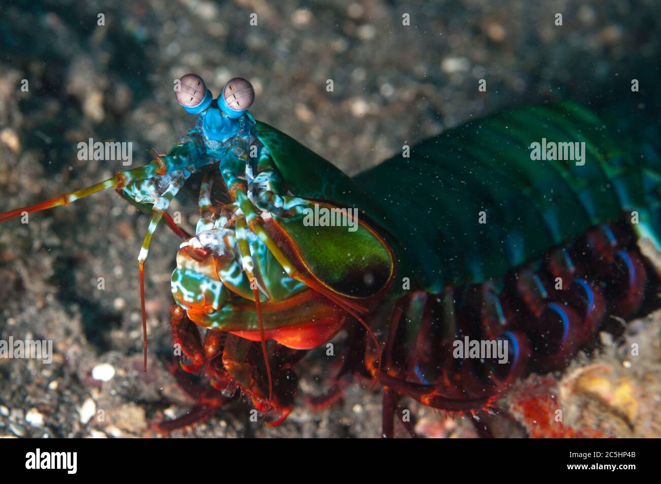 Smashing Mantis Shrimp, Odontodactylus scyllarus, TK2 sito di immersione, Lembeh Straits, Sulawesi, Indonesia Foto Stock