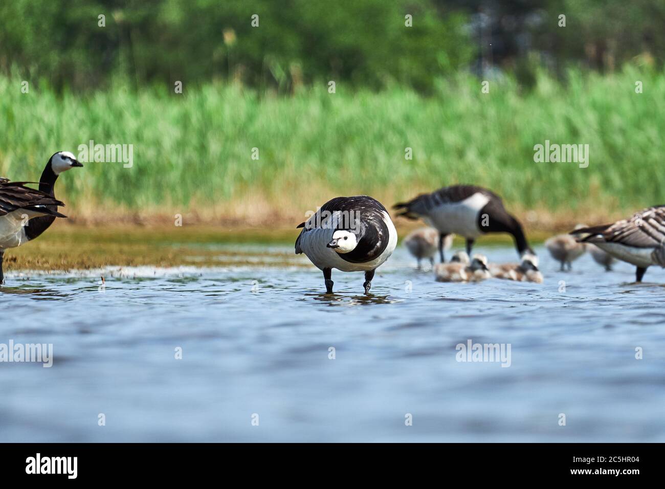 Le oche di Barnacle nidificano sulle rive di un lago in Finlandia Foto Stock