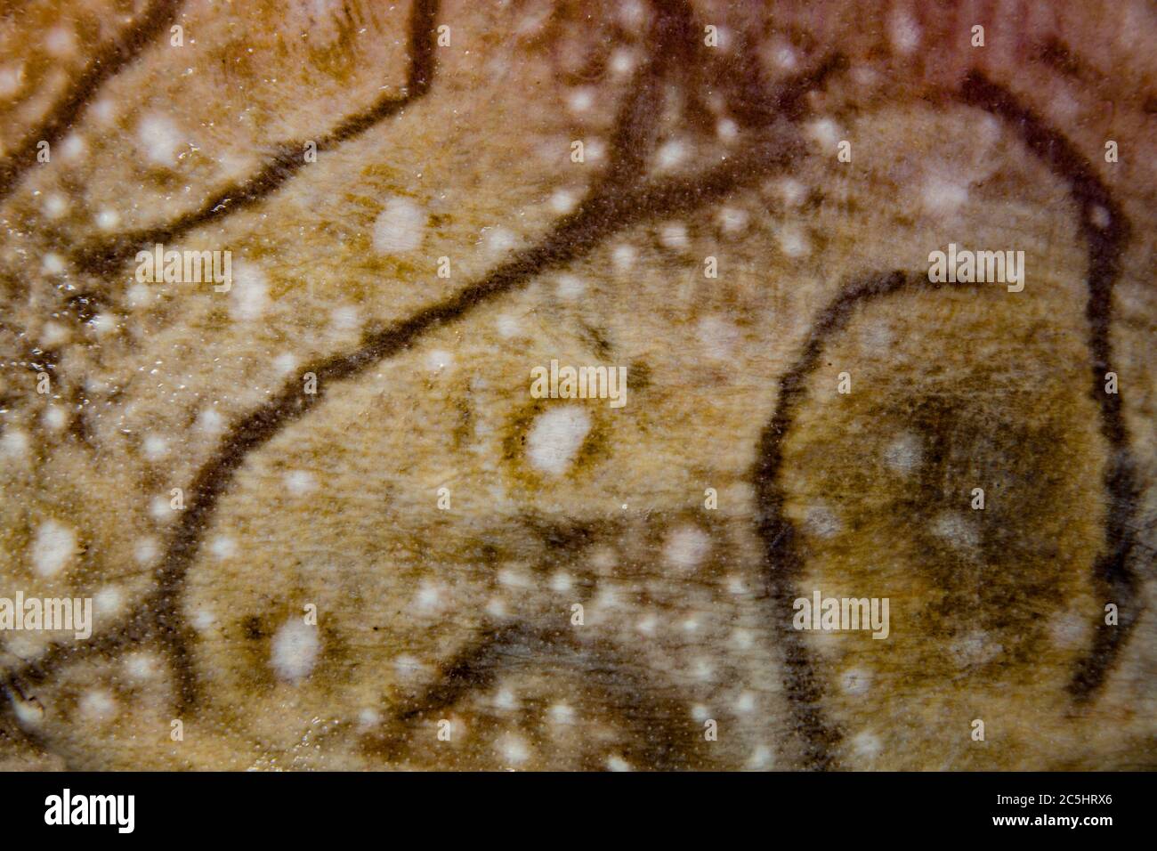 Una fotografia che mostra la pelle e le marcature di un raggio ondulato, Raja Undulata, catturato dalla riva. Dorset Inghilterra GB Foto Stock