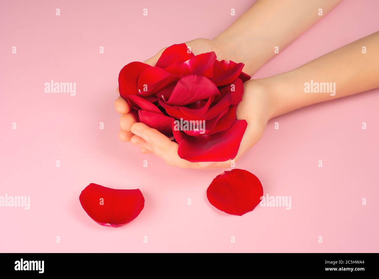Petali di rose rosse in mani femminili su sfondo rosa. Concetto di cura attuale o personale. Idea trendy per San Valentino, Giornata Internazionale delle Donne o mot Foto Stock
