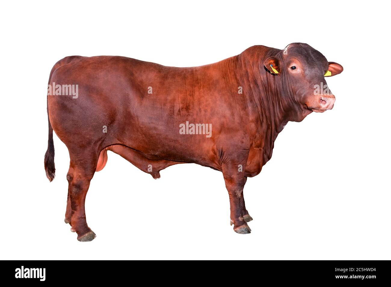 Big Bull marrone isolato su fondo bianco a tutta lunghezza. Primo piano. Animali da fattoria. Bovini di manzo isolati su bianco. Foto Stock