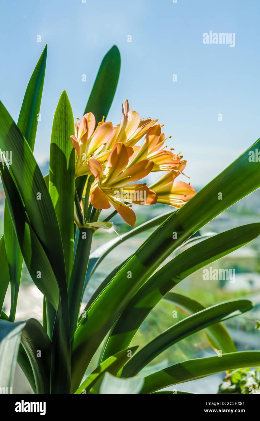 fiore sulla cricca di fiori amaryllis Foto Stock