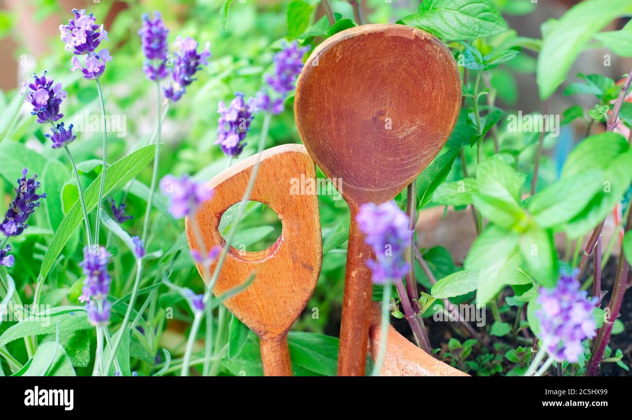 Erbe fresche e cucchiai di legno, naturali, organici, ingredienti di stagione, cibo sano Foto Stock