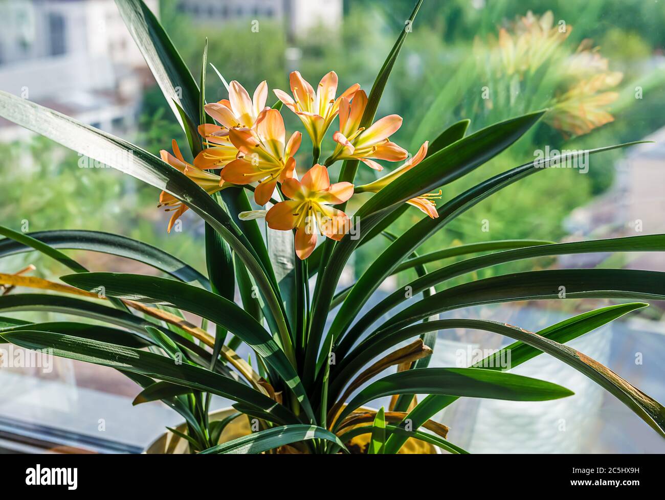 fiore sulla cricca di fiori amaryllis Foto Stock