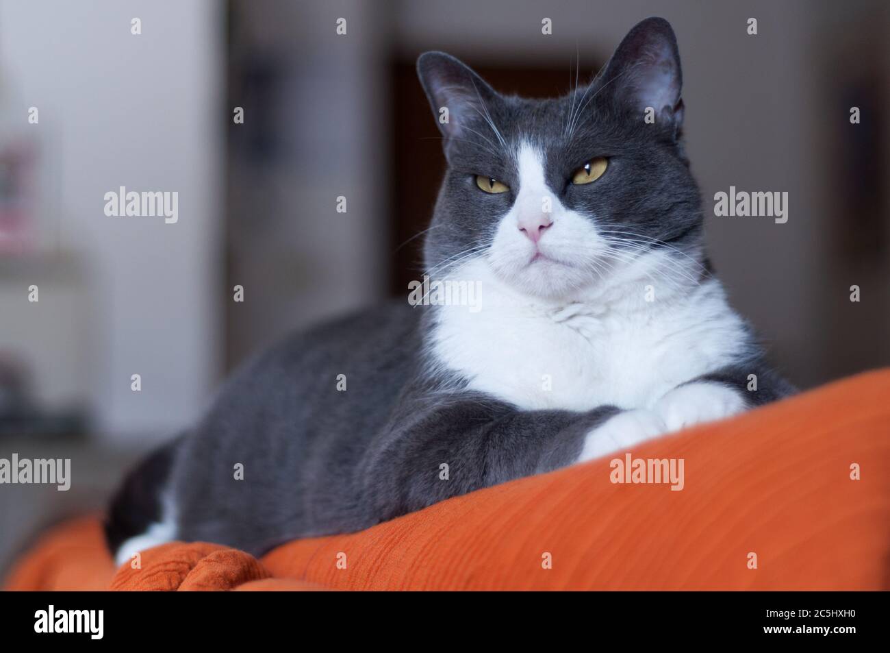 bella gatto femmina. È arrabbiata accoccolata sul retro del divano. Gatti all'interno. Gatti grigi con occhi arancioni. Foto Stock