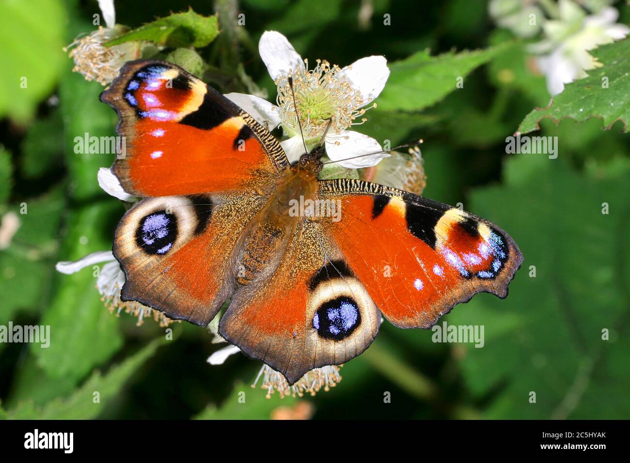 Farfalla europea di pavone, Aglais io, Parco Nazionale di Guadarrama, Segovia, Castilla y León, Spagna, Europa Foto Stock