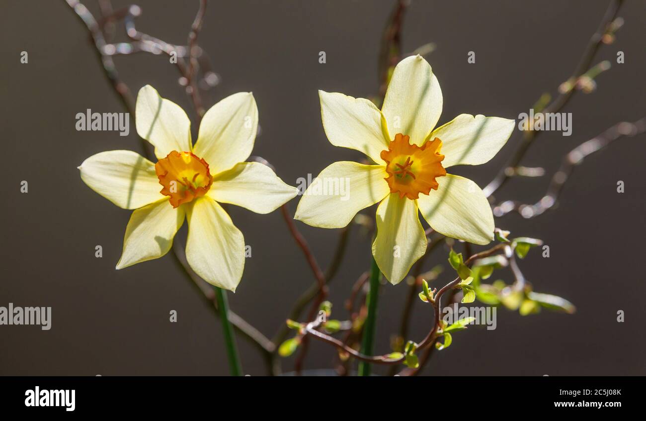 Blumenarrangement mit Zahren vor dunklem Hintergrund Foto Stock