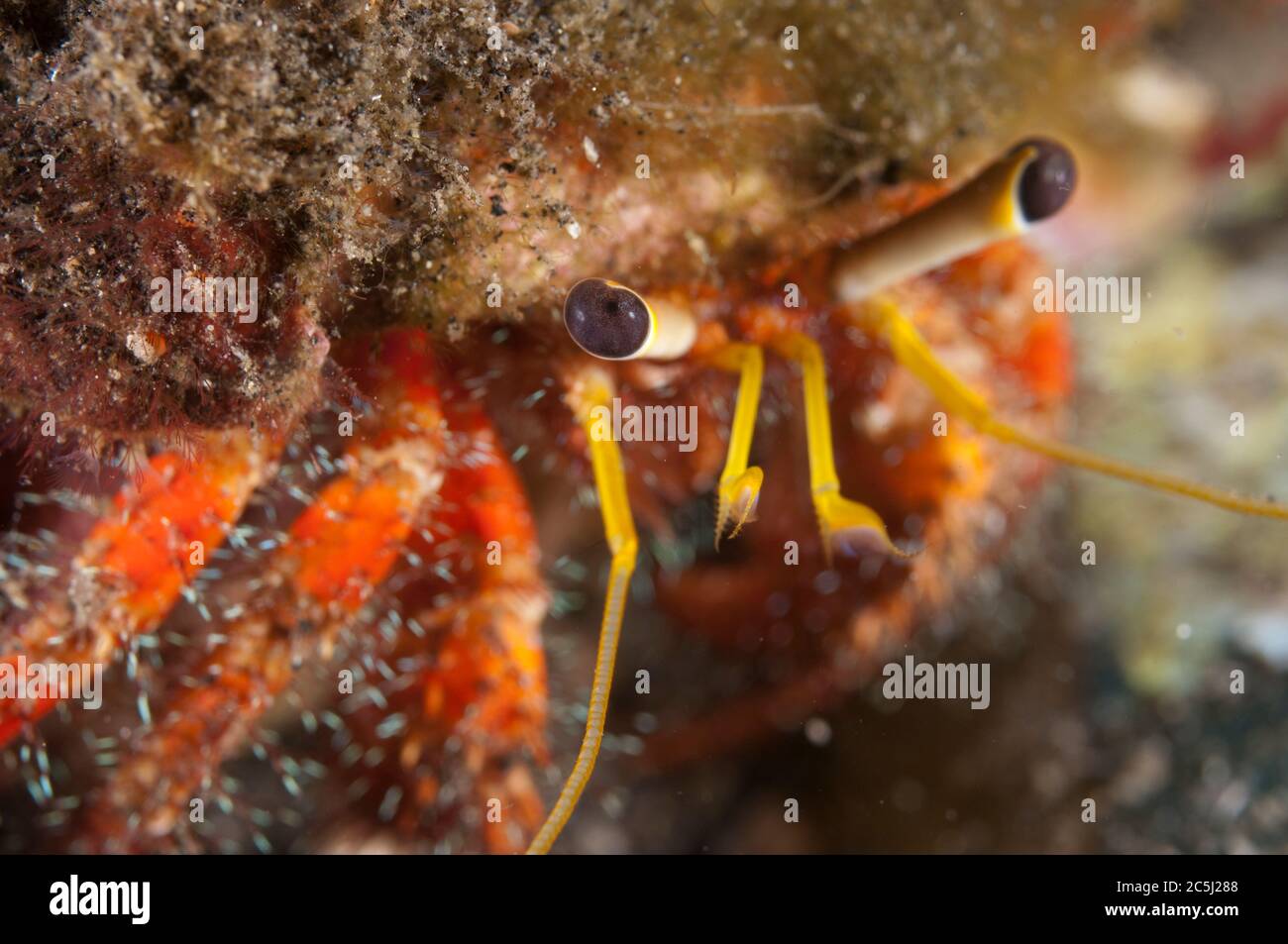 Dark Knee Hermit Crab, Dardanus lagopodi, in shell, Pulau Putus sito di immersione, Lembeh Straits, Sulawesi, Indonesia Foto Stock