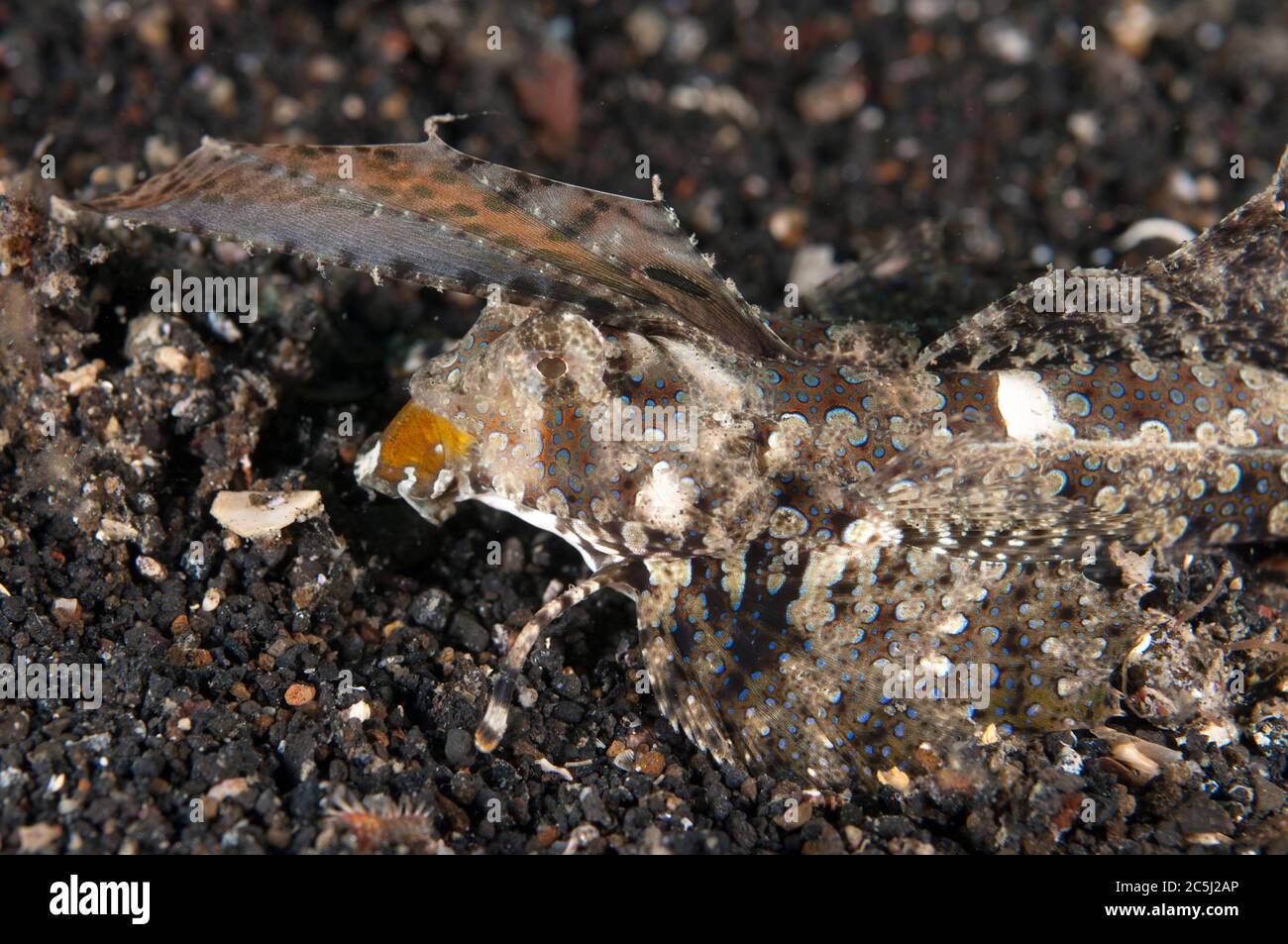 Dragonetto con dita, Dactylopus dactylopus, sulla sabbia, Retak Larry sito di immersione, Lembeh Straits, Sulawesi, Indonesia Foto Stock