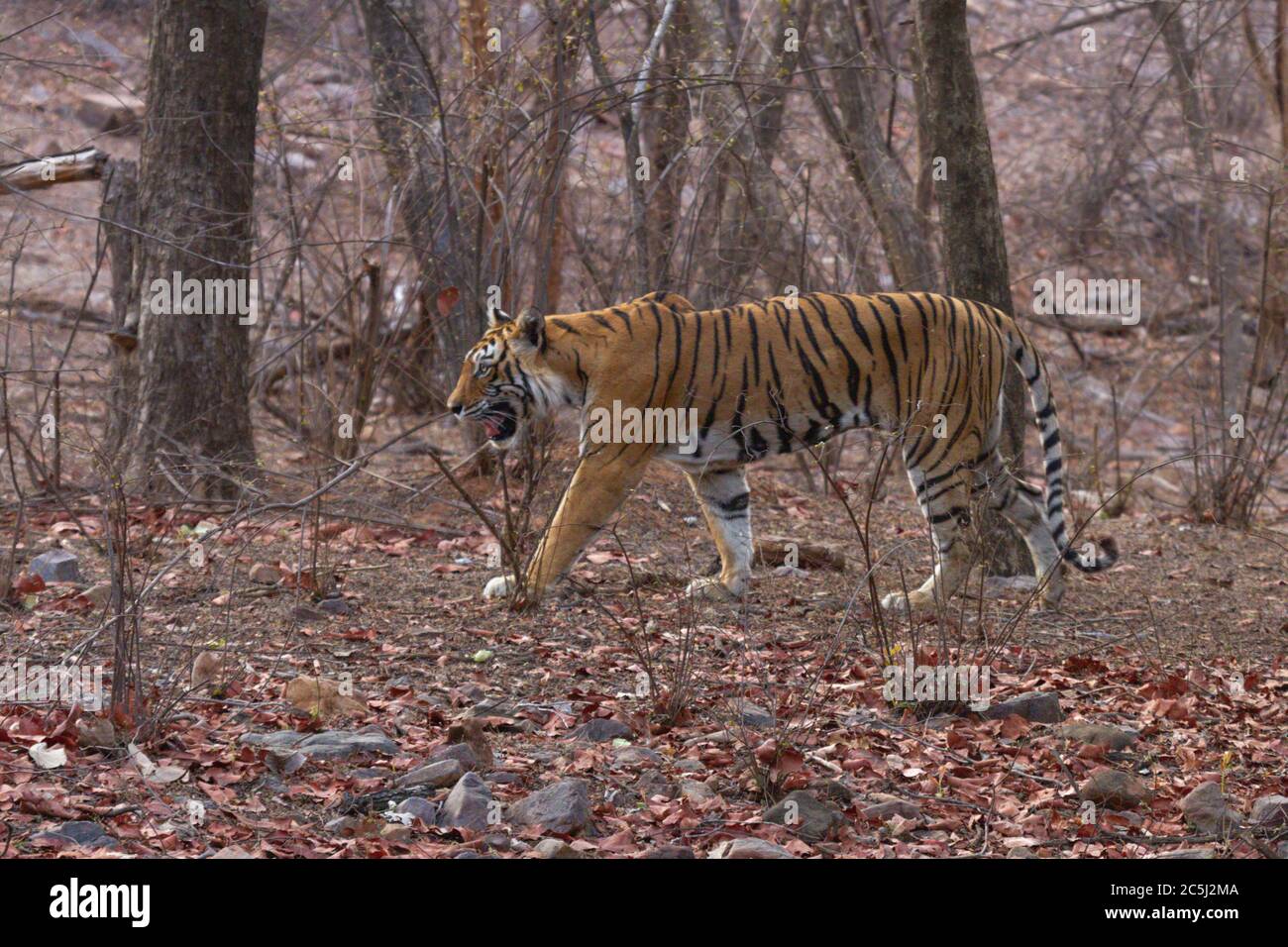 Royal Bengala Tiger o Panthera Tigris Tigris al Ranthambore National Park, Rajasthan, India Foto Stock