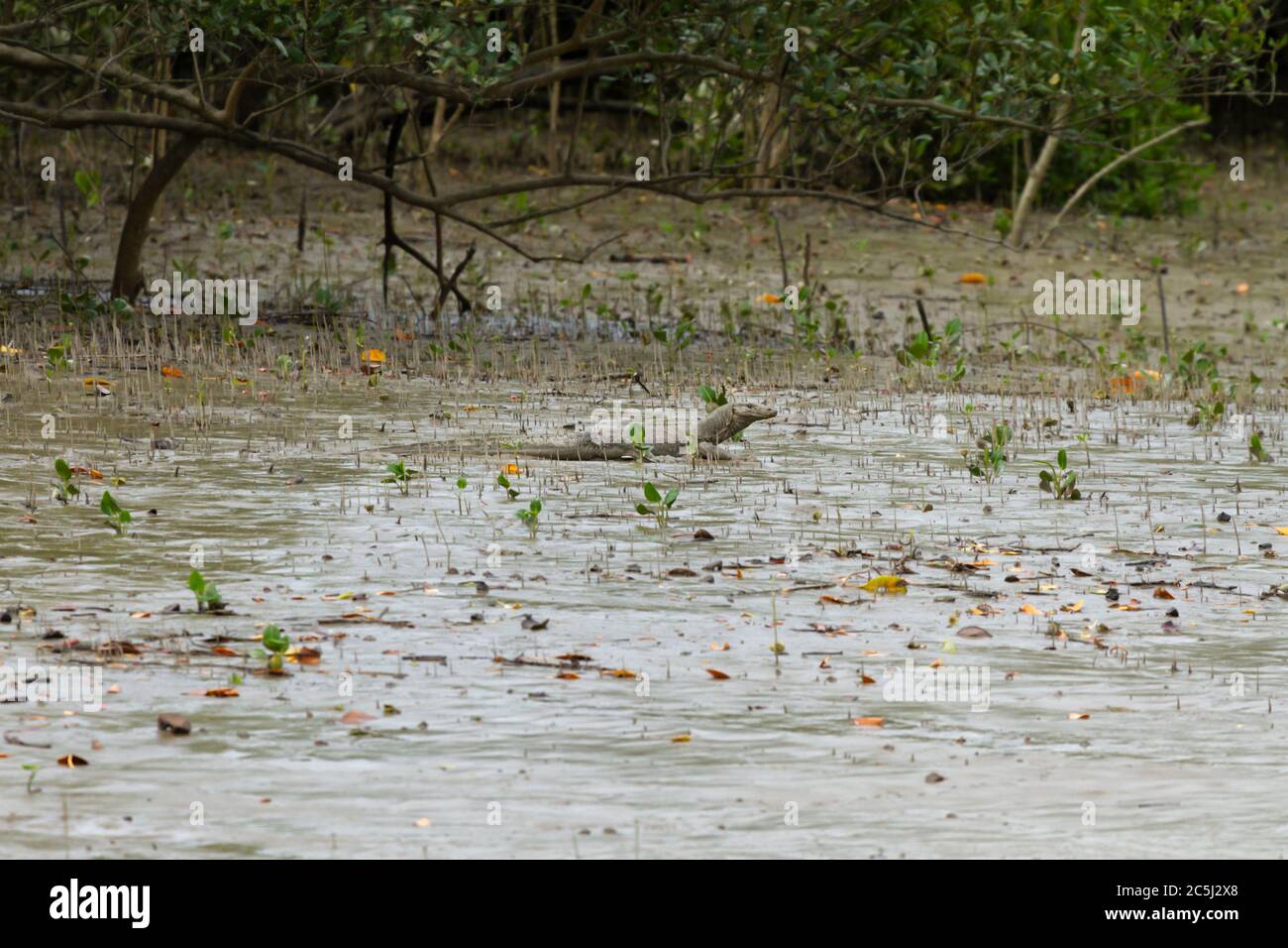 Monitor Bengala (Varanus bengalensis) o monitor indiano comune nella riserva delle tigri di Sunderbans bengala occidentale India Foto Stock