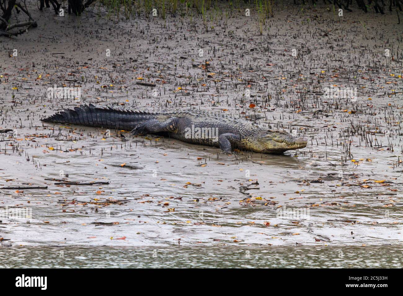 Il coccodrillo di acqua salata o coccodrillo palustris o Mugger indiano al parco nazionale di Sunderbans, Bengala occidentale, India Foto Stock