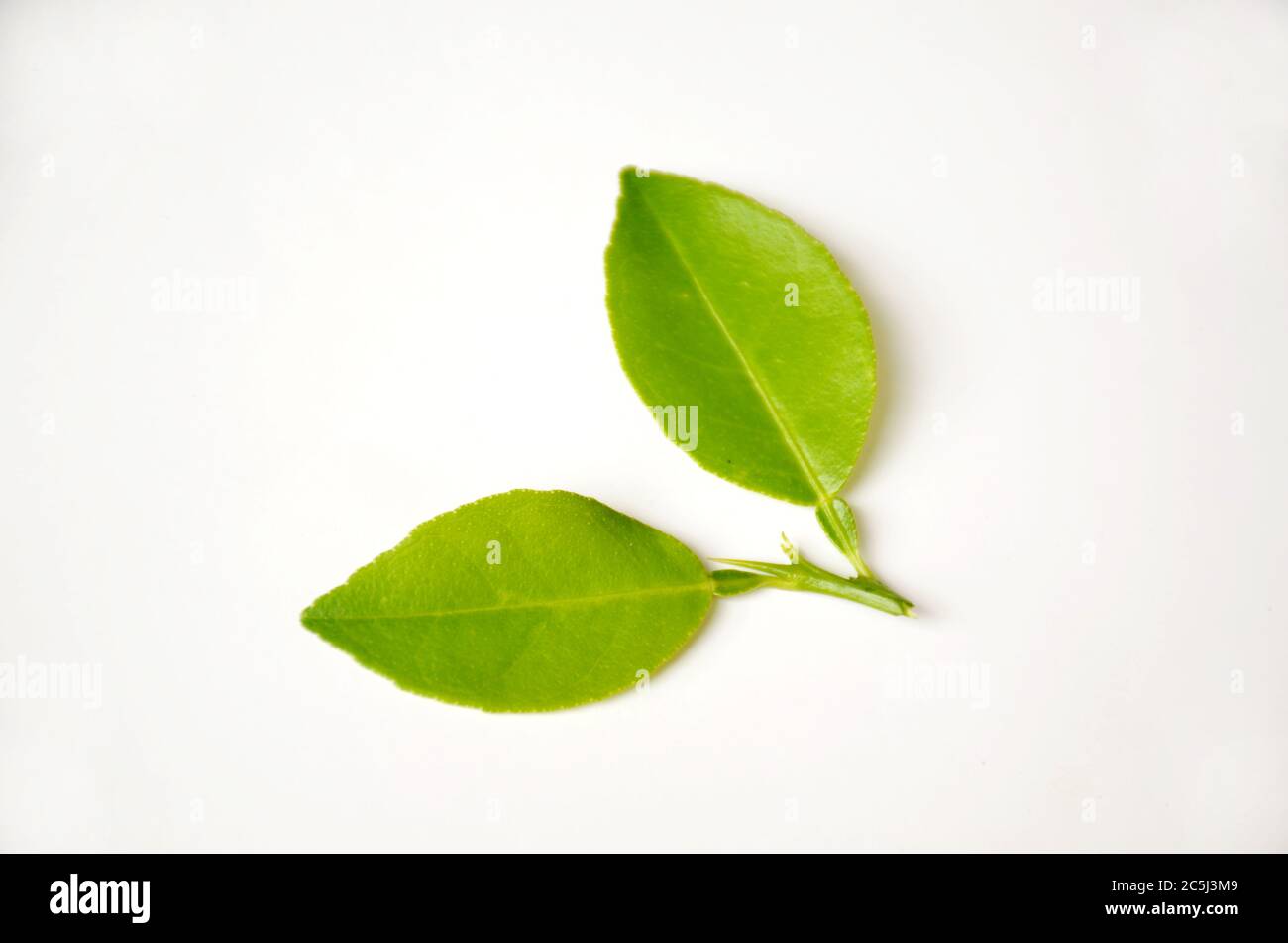 la bella coppia di foglie verdi calce isolato su sfondo bianco Foto Stock