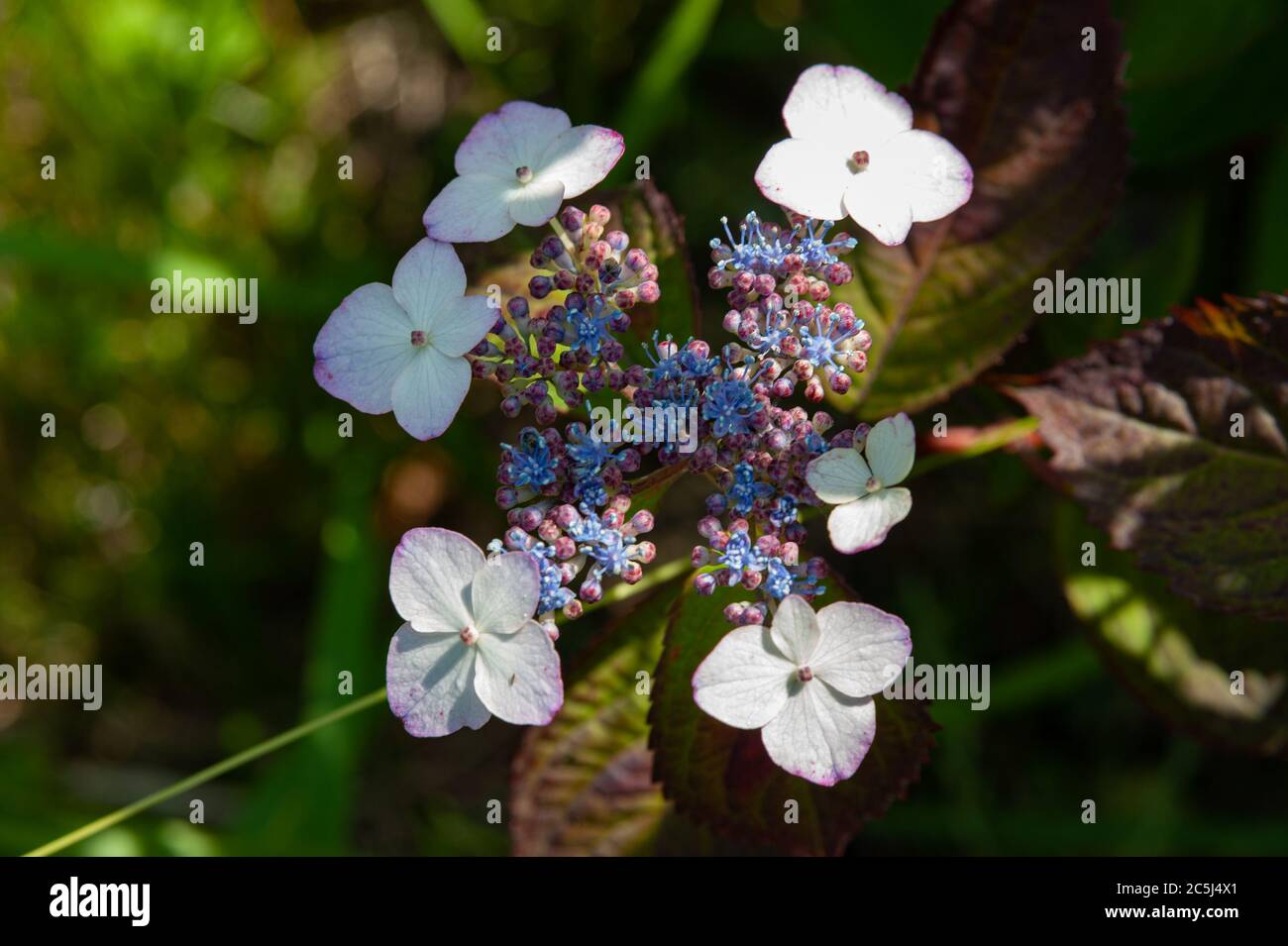 Bella Hydrangea serrata fiore con luce solare. Fuji città, Giappone in prima estate. I nomi comuni includono anche: Montagna idrangea. Foto Stock