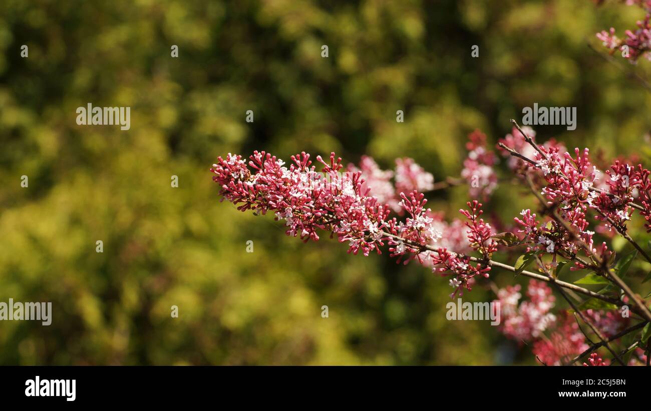 Un ramo di lilla fiorito su uno sfondo verde sfocato, copia spazio Foto Stock
