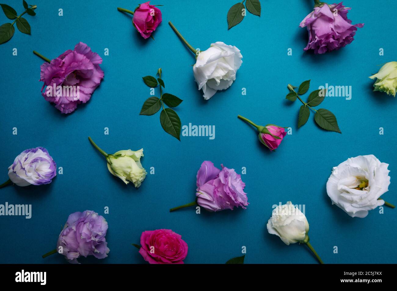 carta da parati floreale - rose e fiori di lisianto su sfondo blu Foto Stock
