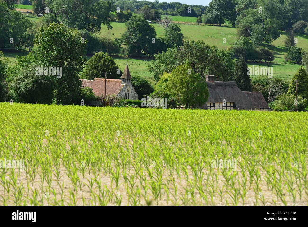 Terreni agricoli e campi d'Inghilterra in estate Foto Stock