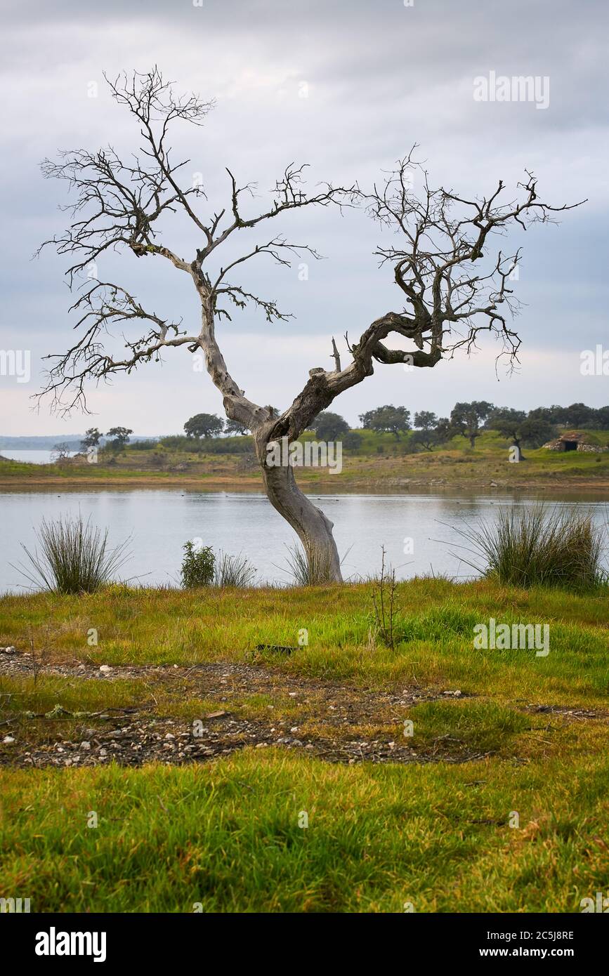 Bellissimo albero senza foglie in autunno caduta con un lago serbatoio dietro su un verde giallo paesaggio in una giornata nuvolosa ad Alentejo, Portogallo Foto Stock
