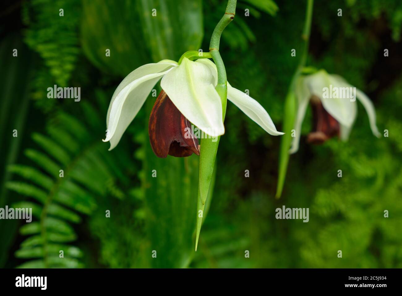 Orchidee di colore bianco-marrone nel giardino botanico Foto Stock