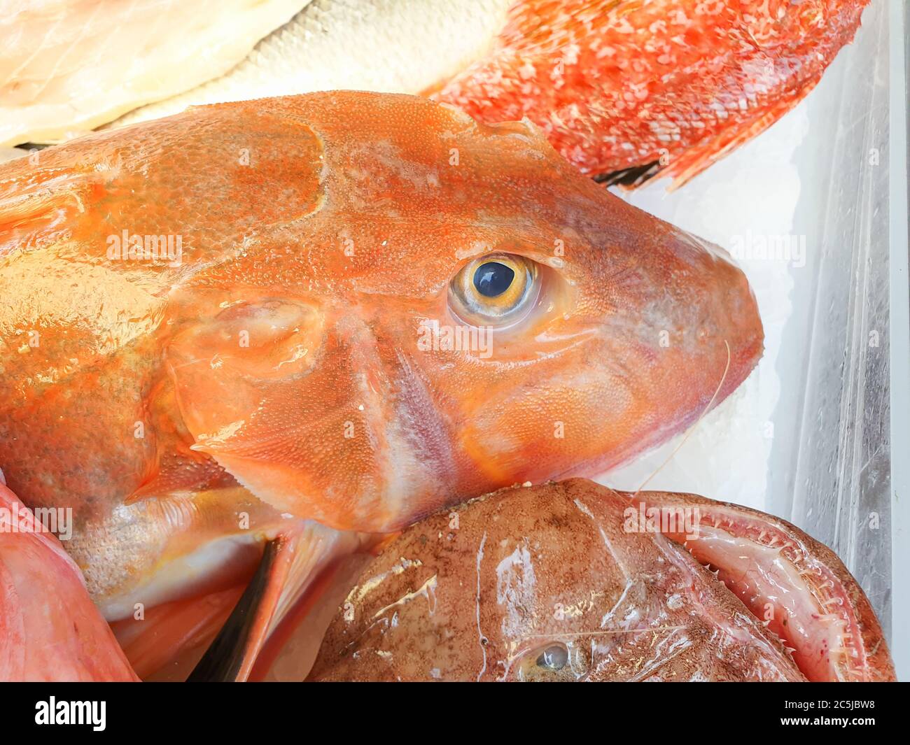 Gurnard mediterraneo (Chelidonichthys lucherna) venduto al mercato esterno Foto Stock