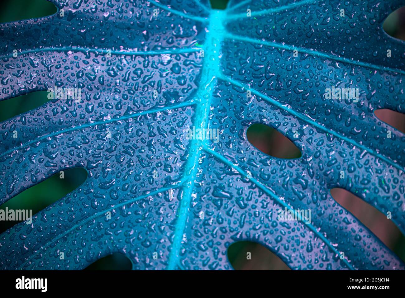Foglia di monstera blu, foglia di palma con gocce, pianta tropicale non tipica dopo la pioggia Foto Stock