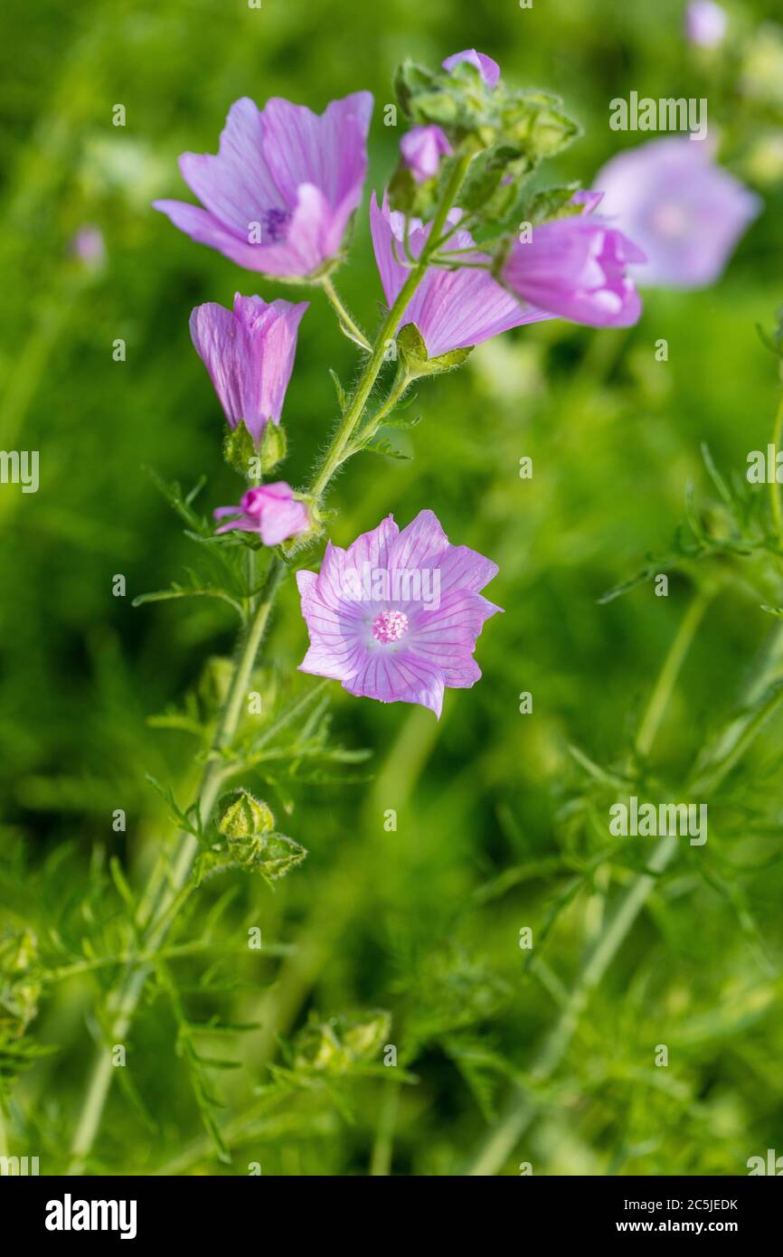 Muschio-malva, Myskmalva (Malva moschata) Foto Stock