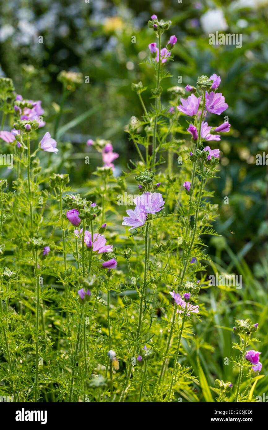 Muschio-malva, Myskmalva (Malva moschata) Foto Stock