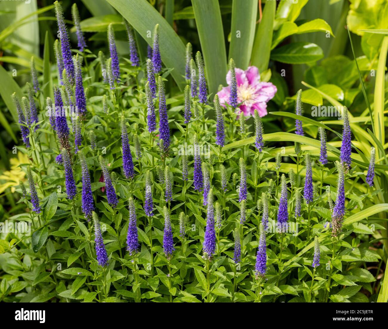 'Royal candele' Spike Speedwell, Axveronika (Veronica spicata) Foto Stock