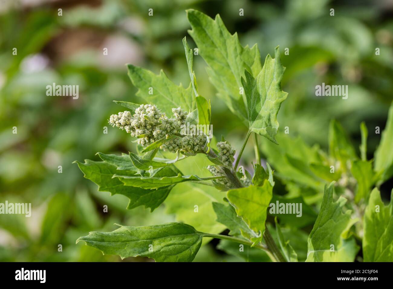 Quinoa titicaca, Mjölmålla (Quinoa Chenopodium) Foto Stock